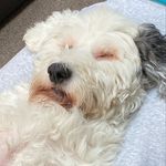 Profile Picture of Paula Beddoe (@defibs_save_lives) on Instagram