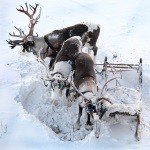 Keane - Instagram Profile Picture of Keane (@keanetessiz) on Instagram