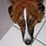 Profile Picture of Joseph Fernandez (@JFFE) on Flickr