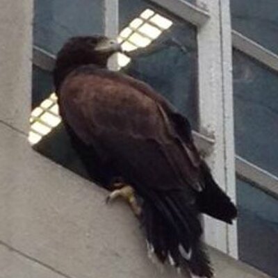 Profile Picture of Hazel Hawk (@hazel_hawk) on Twitter