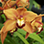 Profile Picture of Taliainnyc (@taliainnyc) on Flickr