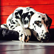 Profile Picture of Alexandre Robert (@alexandrerobert3174) on Youtube