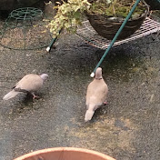 Profile Picture of William McIvor CCT (@wmcct) on Youtube