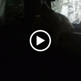 Profile Picture of angela fogle (@afogle2237) on Pinterest