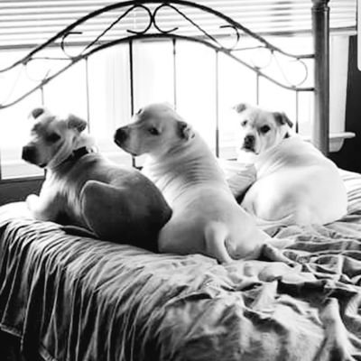 Profile Picture of Lynn Carbone (@lynn_carbone) on Twitter