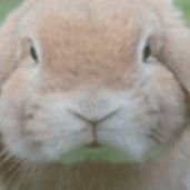 Profile Picture of Chicalunao (@ShingLi81147224) on Twitter