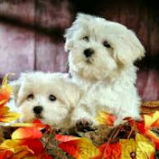 Profile Picture of Alison Preston (@alisonpreston2768) on Youtube