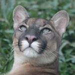 Profile Picture of Mario Marcuzzo (@mariomarcuzzo) on Instagram