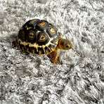 Profile Picture of Preston Wall (@Preston-Wall) on Facebook