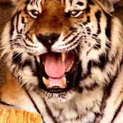 Profile Picture of Tony Watkins (@bestmod123) on Youtube