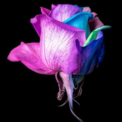 Profile Picture of Tobie Ann Escher (@ann_tobie) on Twitter