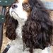 Profile Picture of Cavalier King Charles (@thecavstore) on Pinterest