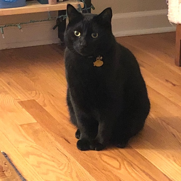 Profile Picture of Joanna Paradiso (@jojopar22) on Poshmark