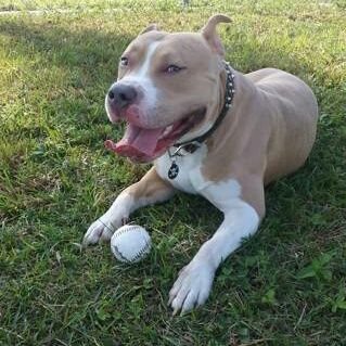 Profile Picture of Abraham Diaz Alba (@AbrahamDiazAlb1) on Twitter