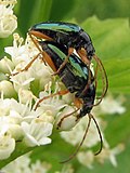 Profile Picture of Gaurotes cyanipennison Wikipedia