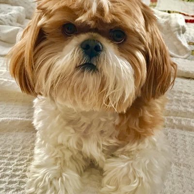 Profile Picture of Cody 🐶 (@SarahwileySarah) on Twitter