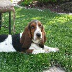 Profile Picture of Bruce Petersen (@hounds4me) on Instagram