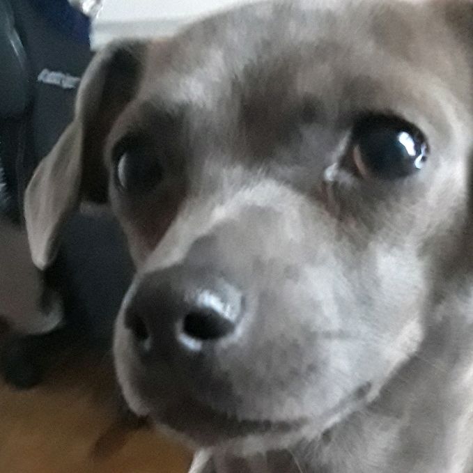 Profile Picture of cassandra Gamboa (@brodyandpixie) on Tiktok