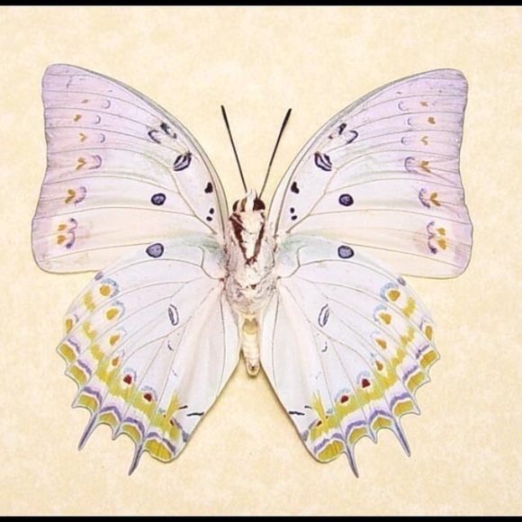 Profile Picture of Shellie Shecky (@shellier0ck) on Poshmark