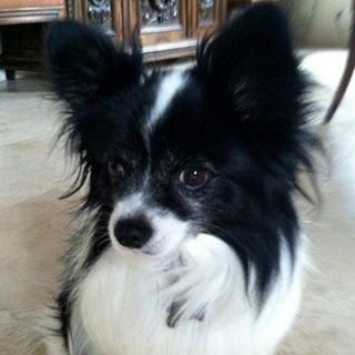 Profile Picture of Oreo Cookie Shapiro (@oreo.shapiro) on Facebook