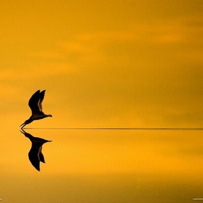 Profile Picture of Lee Frantz Oines (@ScootergirlMT) on Twitter