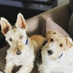 Profile Picture of Walker Scottish Ranger (@walkerscottish) on Instagram