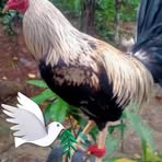 Profile Picture of James Bandiola Hacar Bandiola (@James-Bandiola-Hacar-Bandiola) on Facebook