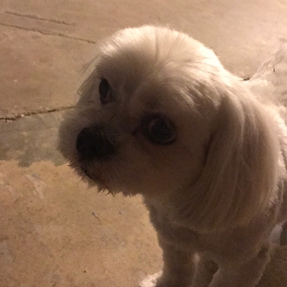 Profile Picture of Jiali Xiong (@jiali1413) on Poshmark