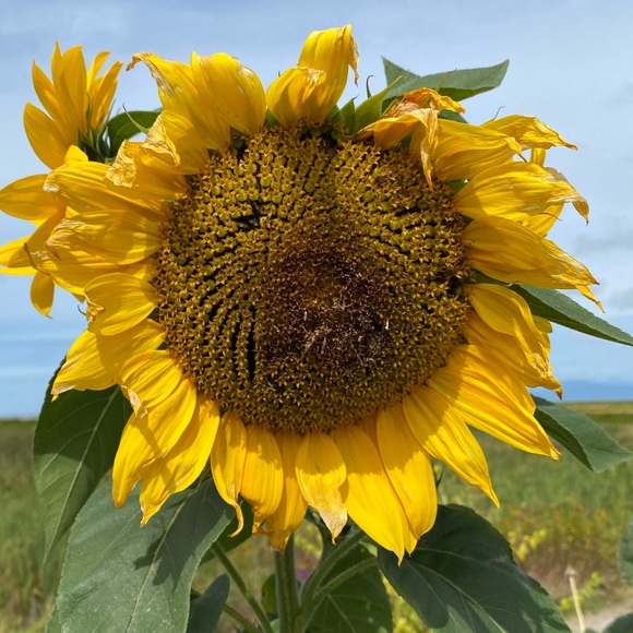 Susan Lazarus - Poshmark Profile Picture of Susan Lazarus (@susieq221) on Poshmark