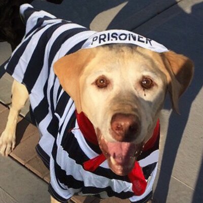 Profile Picture of Teddy McDermott (@MayorTomCanine) on Twitter