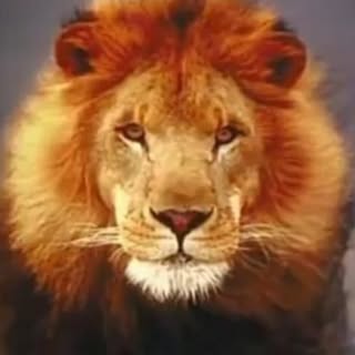 Profile Picture of Robert Challenger (@robert.challenger) on Instagram