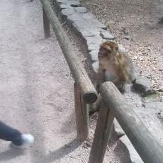 Profile Picture of Raphaël Adam (@RaphalAdam2) on Twitter