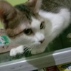 Profile Picture of Jimmy cat (@@jimmycat01) on Tiktok