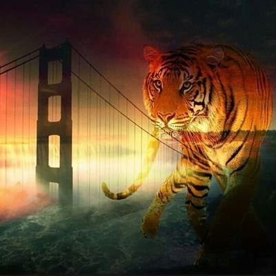 Profile Picture of Kévin Banas (@banaskvn) on Twitter