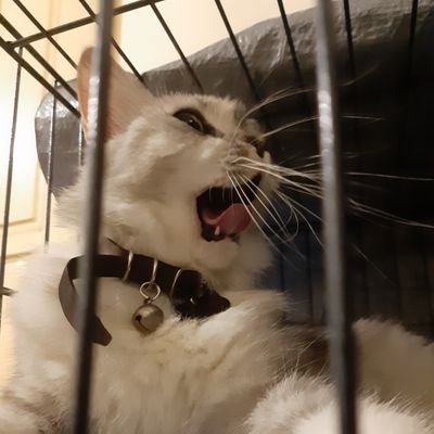 Profile Picture of Dita (@OnicMDA) on Twitter