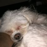 Profile Picture of Christopher Dobash (@christopherdobash) on Instagram