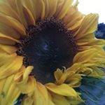 Michaela Chown Luxton - Instagram Profile Picture of Michaela Chown Luxton (@luxtonchown19) on Instagram