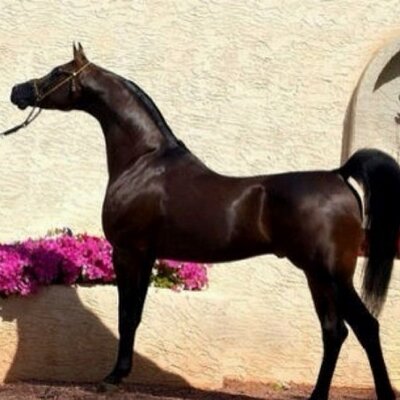 Profile Picture of Hamad Alkhaldi (@HamadAlkhaldi5) on Twitter