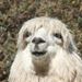 Profile Picture of Llama Bob (@lbob0751) on Pinterest