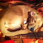 Profile Picture of Nancy Hedges (@pschemark) on Instagram