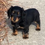 Profile Picture of Milo Davis (@milo.minidoxie) on Instagram