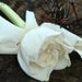 Profile Picture of Phyllis Lauer Turnbow (@turnbowp) on Pinterest