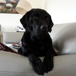 Profile Picture of Alison Crook (@crook_alison) on Instagram