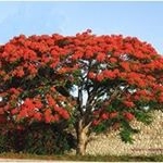 Profile Picture of Norma Mota (@tabachin_arbol) on Instagram