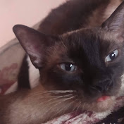 Profile Picture of Brawl Quaack (@brawlquaack2234) on Youtube