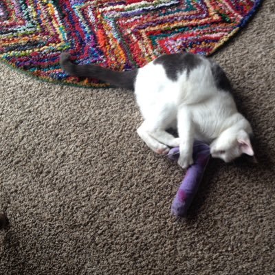 Profile Picture of Janet Ell (@ell_janet) on Twitter