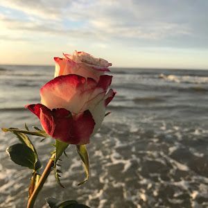 Profile Picture of sharonkeener (@@sharonkeener) on Tiktok