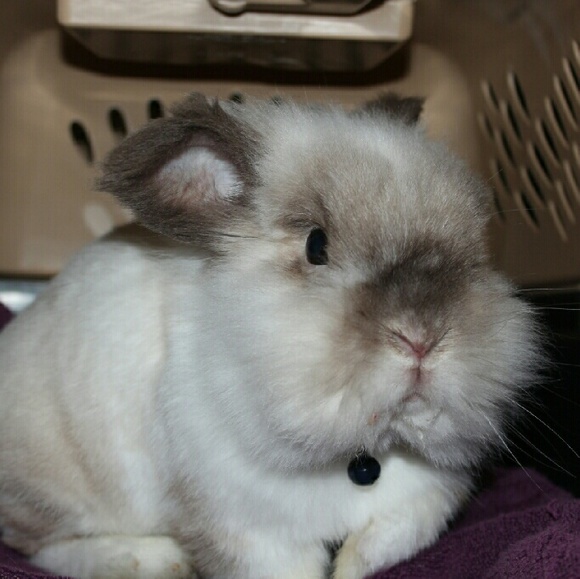 Profile Picture of Jenn Lesiker (@jelexi) on Poshmark