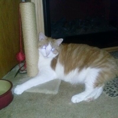 Profile Picture of Lisa Peller (@lisapeller) on Twitter