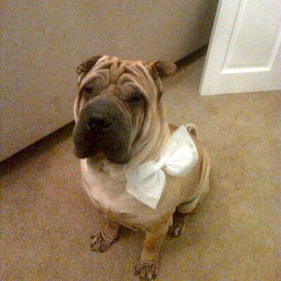 Profile Picture of Teddi Bear Jeffery (@TeddiBearJeff) on Twitter